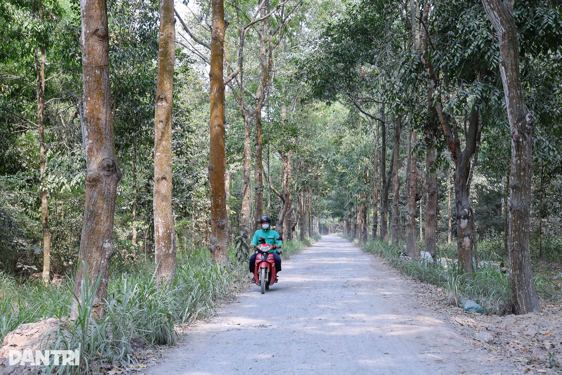 Khu rừng xanh mát nằm giữa đô thị công nghiệp Đồng Nai - 7 Khu rừng xanh mát nằm giữa đô thị công nghiệp Đồng Nai - 7