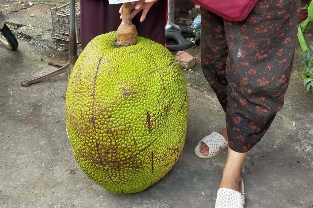 Quả mít khổng lồ nặng 53kg ở Lạng Sơn, cả chợ đổ đến xem - 2 Quả mít khổng lồ nặng 53kg ở Lạng Sơn, cả chợ đổ đến xem - 2